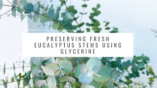 Preserving fresh eucalyptus stems using glycerine [upl. by Akoyin668]