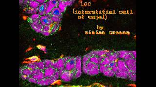 ICC Interstitial Cell Of Cajal [upl. by Aivat577]