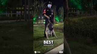 3 Legged Puppy Becomes Best Police Dog ❤️dog dogshorts wholesome [upl. by Schultz44]