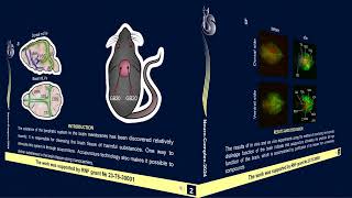 Acupuncture technology for lymphatic delivery of liposomes to mouse brain tissue DaniltsevaV SGU [upl. by Verbenia]