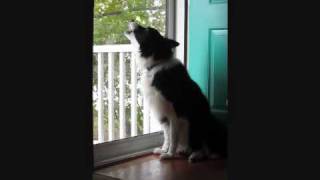 Border Collie Howls at Emergency Siren Test [upl. by Aitam]