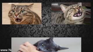 Best Natural Flea Treatment For Cats [upl. by Neils966]