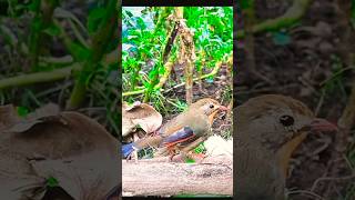 Guess what this bird Redbilled Leiothrix is eatingbird wildlife [upl. by Eisenhart858]