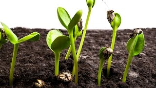 Sunflower Seeds Germination and Growth Time Lapse [upl. by Manvil674]