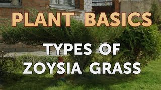 Types of Zoysia Grass [upl. by Ailic]