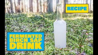 How to Make Fermented Birch Sap Drink – Easy Outdoor Drinks [upl. by Ydnab]