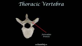 vertebrae practice for practical exam [upl. by Adyl]