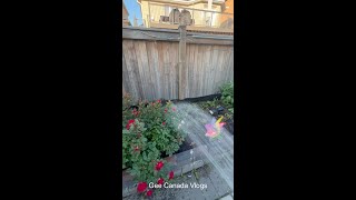 Canada la my kutty garden update பார்க்கலாம்  Canada home garden tour  farms  Tamil mini vlog [upl. by Ahsenra]