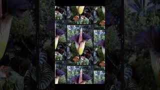 Amorphophallus titanum [upl. by Ardel]