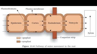 HOW DO PLANTS ABSORB WATER  DIFFERENCE BETWEEN APOPLAST AND SYMPLAST PATHWAY  TRANSPORT IN PLANT [upl. by Sudoeht]