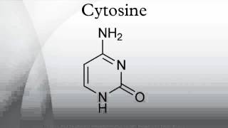 Cytosine [upl. by Laurance634]