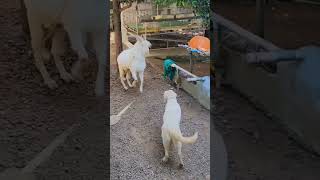 Horned Saanen Goat Meets Golden Retriever [upl. by Schuster844]