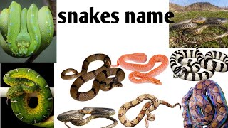 Snakes nameNonvenomous snake names30snake name in Englishsnake names with picture [upl. by Eseuqram382]