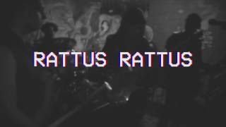 Rattus Rattus  Tic Tac [upl. by Iznek]