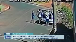 Flagrante de Crime Animais Mortos Abandonados em Terreno em Ribeirão Preto [upl. by Reba594]