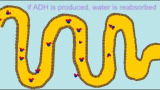 BLOOD PRESSURE REGULATION RENIN ADH ALDOSTERONE [upl. by Kciredorb]