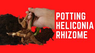 POTTING HELICONIA RHIZOMES [upl. by Tchao953]