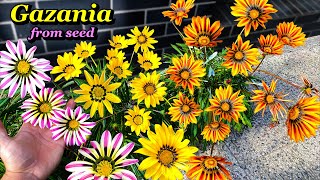 Growing Gazania Flowers from Seed  Step by Step [upl. by Lessirg]