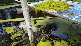 Duckweed Removal cheap and simple [upl. by Timus413]