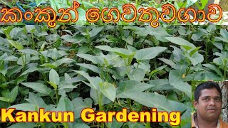 කංකුන් වගාව Kankun wagawa water spinach cultivation වගාව ගෙවතුවගාව Cultivation Home gardening [upl. by Sclater183]