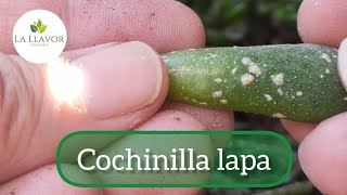 Cochinilla lapa Tratamiento ecológico para eliminarla 🌿 [upl. by Athena715]