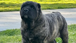 Neapolitan Mastiff Vs American Molossus [upl. by Bendicta235]