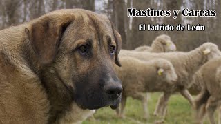 CH13  Documentales  Mastines y Careas el ladrido de León [upl. by Mandych18]