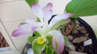 Turmeric in bloom and how to grow this spice [upl. by Barr]