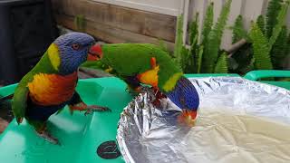 Feeding honey to wild lorikeets [upl. by Halonna]