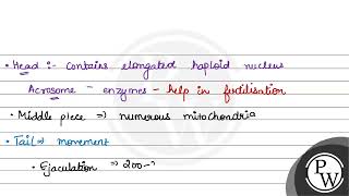 Match ListI with ListII regarding structure of sperm ListI ListII A Numerous mitochondria [upl. by Elolcin]