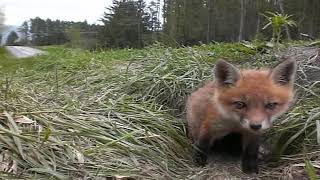 Fox kit baby fox waking up [upl. by Christel]