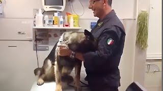 Even the Police dogs turn small at the vet🤣 Funny Pet Video [upl. by Lehteb153]