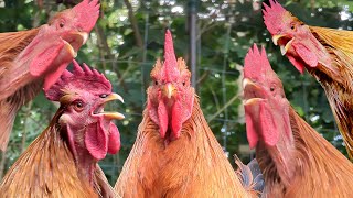 BEST ROOSTER CROWING COMPILATION 2023 over 25 sounds [upl. by Otsugua]