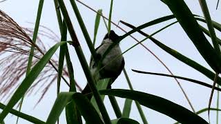 Canon PowerShot SX70 HS Zoom Test of Birds [upl. by Gothard]