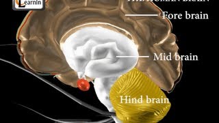 Human brain and its parts  Biology [upl. by Carpenter]