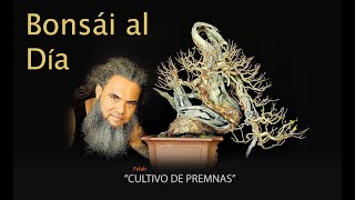 CULTIVO DE PREMNAS PARA BONSAI en Bonsái al Dia [upl. by Gilletta]