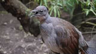 Lyrebird says quotNo sunblockquot [upl. by Ezarra]