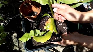 Repotting EPIPHYLLUM oxypetalum Queen of the night orchid cactus care and propagation cactus [upl. by Cynthia]