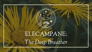 Elecampane The Deep Breather [upl. by Ehrsam380]