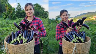 Harvesting eggplants to sell at the market and the daily work of single mothers Ly Tuyet Lan [upl. by Colwin]