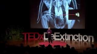 How we brought the condor back from the brink  Michael Mace  TEDxDeExtinction [upl. by Tace]