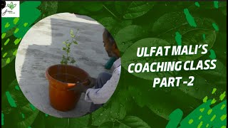 How to regrow damaged Chamaedorea plant [upl. by Elfont200]