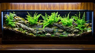 Temperate Forest Creek Runoff Vivarium DIY [upl. by Kreindler866]