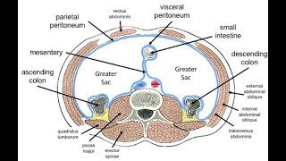 The Peritoneum Omentum and Ligaments in less than 3 minutes [upl. by Acalia]