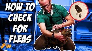 How to Check Your Cat for Fleas its super easy  Cat Health Vet Advice [upl. by Hasan264]