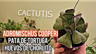 adromischus cooperi  Pata de Tortuga 🐢 huevo de chorlito [upl. by Merriam]