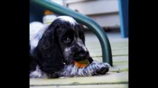 My Blue Roan English Cocker Spaniel growing up [upl. by Nirro]