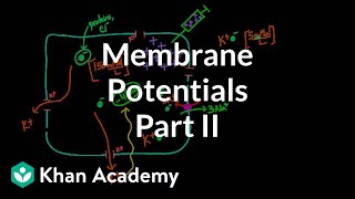 Membrane potentials  part 2  Circulatory system physiology  NCLEXRN  Khan Academy [upl. by Amery]