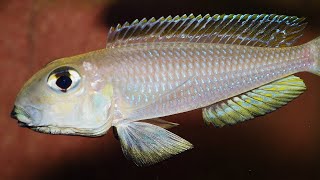 Imponierende Xenotilapia boulengeri Männchen [upl. by Rudyard822]