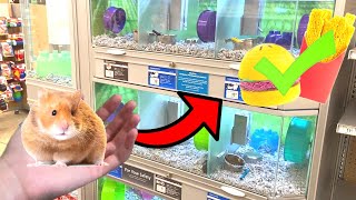 What Items TO BUY For HAMSTERS [upl. by Blithe]